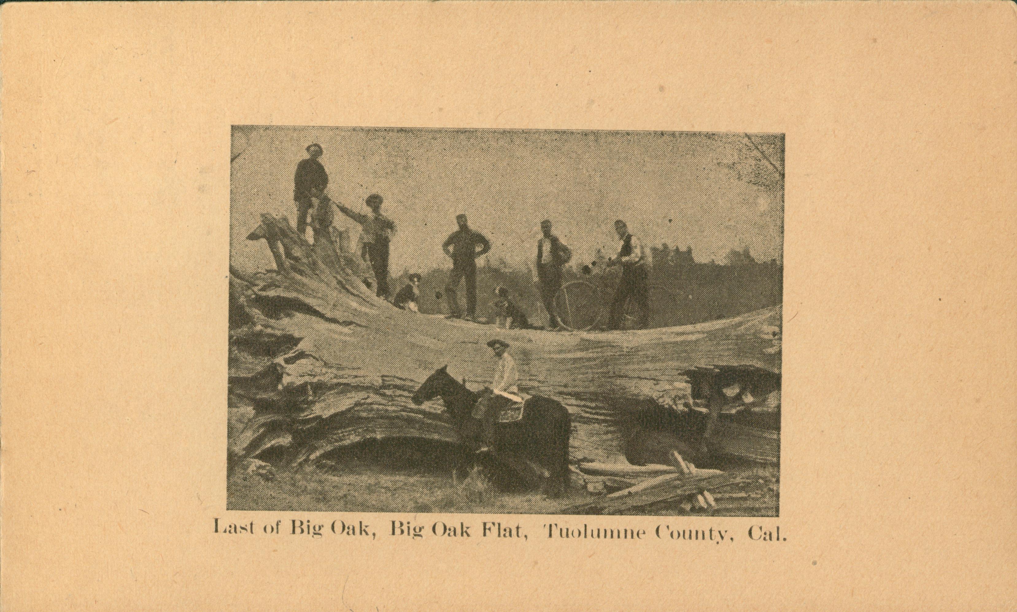 Shows several men and dogs on top of a large fallen oak with a horse and rider posed in front